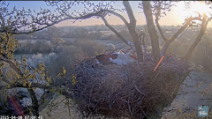 2025-04-08 11_38_41-Knepp White Stork nest camera - YouTube - Maxthon.png