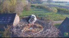 2025-04-08 12_00_17-livestream chimney stork Terwolde - YouTube - Maxthon.png