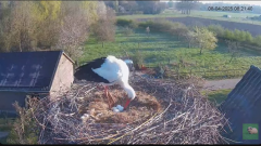 2025-04-08 12_00_33-livestream chimney stork Terwolde - YouTube - Maxthon.png