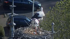 2025-04-08 12_06_39-Ooievaars IJsselstein - YouTube - Maxthon.png