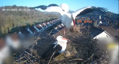 2025-04-08 12_37_48-Glattfelder Storchencam - YouTube - Maxthon.png