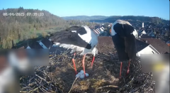 2025-04-08 12_38_20-Glattfelder Storchencam - YouTube - Maxthon.png