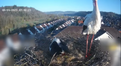 2025-04-08 12_39_10-Glattfelder Storchencam - YouTube - Maxthon.png