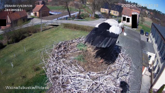 12:41:19 intruz wyrzucił z gniazda jajko