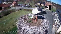 Jadzia sprawdza gniazdo, jajka brak