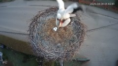 IMG_4750.jpeg
