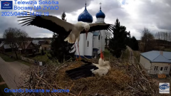 2025-04-08 18_28_30-Gniazdo Bocianie - Telewizja Sokółka [NA ŻYWO] _ IP Camera_ Stork's nest [LIVE] .png