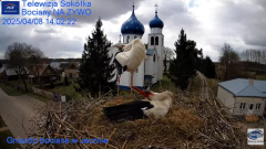 2025-04-08 18_28_39-Gniazdo Bocianie - Telewizja Sokółka [NA ŻYWO] _ IP Camera_ Stork's nest [LIVE] .png