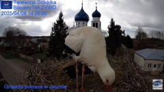 2025-04-08 18_29_04-Gniazdo Bocianie - Telewizja Sokółka [NA ŻYWO] _ IP Camera_ Stork's nest [LIVE] .png