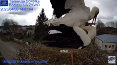 2025-04-08 18_30_51-Gniazdo Bocianie - Telewizja Sokółka [NA ŻYWO] _ IP Camera_ Stork's nest [LIVE] .png