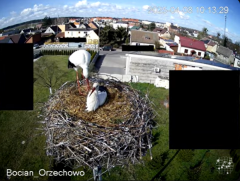 2025-04-08 19_37_53-Bocian Wojtek i jego rodzinka z Orzechowa - Żerkowsko-Czeszewski Park Krajobrazo.png