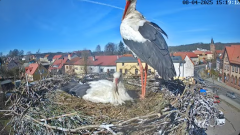 2025-04-08 20_18_58-Bociany Białe Polanów - gniazdo na żywo Sezon 2025 _ Pollnow White Stork - nest .png