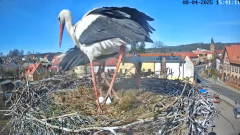 2025-04-08 20_19_50-Bociany Białe Polanów - gniazdo na żywo Sezon 2025 _ Pollnow White Stork - nest .png