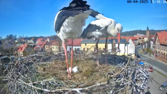 2025-04-08 20_19_54-Bociany Białe Polanów - gniazdo na żywo Sezon 2025 _ Pollnow White Stork - nest .png