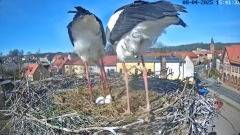 2025-04-08 20_20_11-Bociany Białe Polanów - gniazdo na żywo Sezon 2025 _ Pollnow White Stork - nest .png
