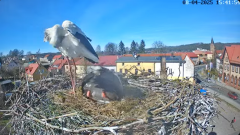 2025-04-08 20_20_33-Bociany Białe Polanów - gniazdo na żywo Sezon 2025 _ Pollnow White Stork - nest .png