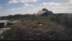 2025-04-08 20_30_50-Bociany - Raszków - YouTube - Maxthon.png
