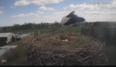 2025-04-08 20_31_03-Bociany - Raszków - YouTube - Maxthon.png