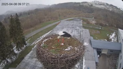2025-04-08 20_36_27-[stimotion.pl] Bociany w Rzepedzi - YouTube - Maxthon.png