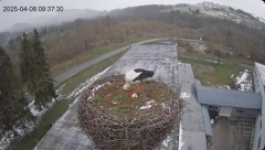 2025-04-08 20_36_41-[stimotion.pl] Bociany w Rzepedzi - YouTube - Maxthon.png