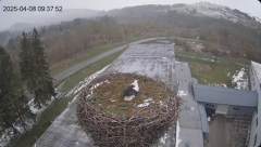 2025-04-08 20_37_03-[stimotion.pl] Bociany w Rzepedzi - YouTube - Maxthon.png