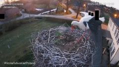20:12 powrót Jadzi do gniazda