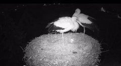 IMG_5187.jpeg