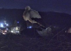 IMG_5205.jpeg