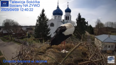 2025-04-09 20_47_14-Gniazdo Bocianie - Telewizja Sokółka [NA ŻYWO] _ IP Camera_ Stork's nest [LIVE] .png