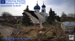 2025-04-09 20_49_13-Gniazdo Bocianie - Telewizja Sokółka [NA ŻYWO] _ IP Camera_ Stork's nest [LIVE] .png