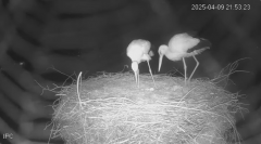 2025-04-09 22_44_08-Bociany - Raszków - YouTube – Brave.png