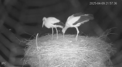2025-04-09 22_44_50-Bociany - Raszków - YouTube – Brave.png