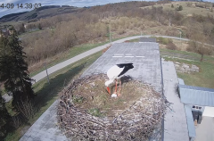 2025-04-09 22_50_39-[stimotion.pl] Bociany w Rzepedzi - YouTube – Brave.png