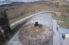 2025-04-09 22_50_51-[stimotion.pl] Bociany w Rzepedzi - YouTube – Brave.png