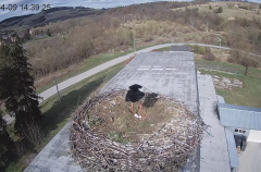 2025-04-09 22_51_06-[stimotion.pl] Bociany w Rzepedzi - YouTube – Brave.png