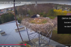 2025-04-09 22_56_56-[stimotion.pl] Bociany w Skołyszynie - YouTube – Brave.png