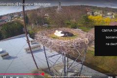2025-04-09 22_58_15-[stimotion.pl] Bociany w Skołyszynie - YouTube – Brave.png