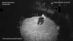 09-04'25 Wicina IV jajko Jadzi 22'52'42 urodziła.png
