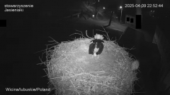 09-04'25 Wicina IV jajko Jadzi 22'52'44 odsłoniła.png