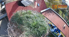 2025-04-10 17_33_18-Pola i Wicek - Bociany z Polkowic Live Stream - YouTube – Brave.png