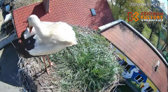 2025-04-10 17_34_01-Pola i Wicek - Bociany z Polkowic Live Stream - YouTube – Brave.png