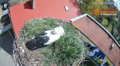 2025-04-10 17_34_17-Pola i Wicek - Bociany z Polkowic Live Stream - YouTube – Brave.png