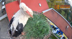 2025-04-10 17_34_44-Pola i Wicek - Bociany z Polkowic Live Stream - YouTube – Brave.png