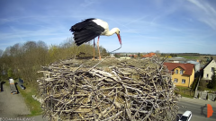 2025-04-10 15_32_08-Bocian - Krajewice - Gmina Gostyń - YouTube – Brave.png