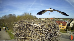 2025-04-10 15_34_20-Bocian - Krajewice - Gmina Gostyń - YouTube – Brave.png