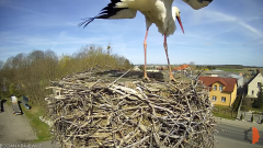 2025-04-10 15_33_09-Bocian - Krajewice - Gmina Gostyń - YouTube – Brave.png