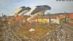 2025-04-10 22_11_16-Bociany Białe Polanów - gniazdo na żywo Sezon 2025 _ Pollnow White Stork - nest .png