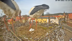 2025-04-10 22_11_45-Bociany Białe Polanów - gniazdo na żywo Sezon 2025 _ Pollnow White Stork - nest .png
