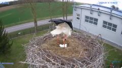 2025-04-10 22_23_27-#Gniazdo #Bocian #nażywo #nature #kamera #Zambrow #WhiteStork #nest #ptaki #pola.png