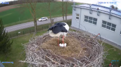 2025-04-10 22_23_40-#Gniazdo #Bocian #nażywo #nature #kamera #Zambrow #WhiteStork #nest #ptaki #pola.png